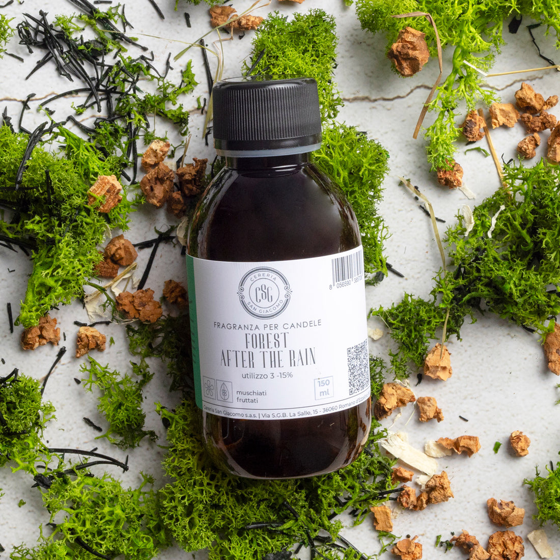 Forest after the Rain