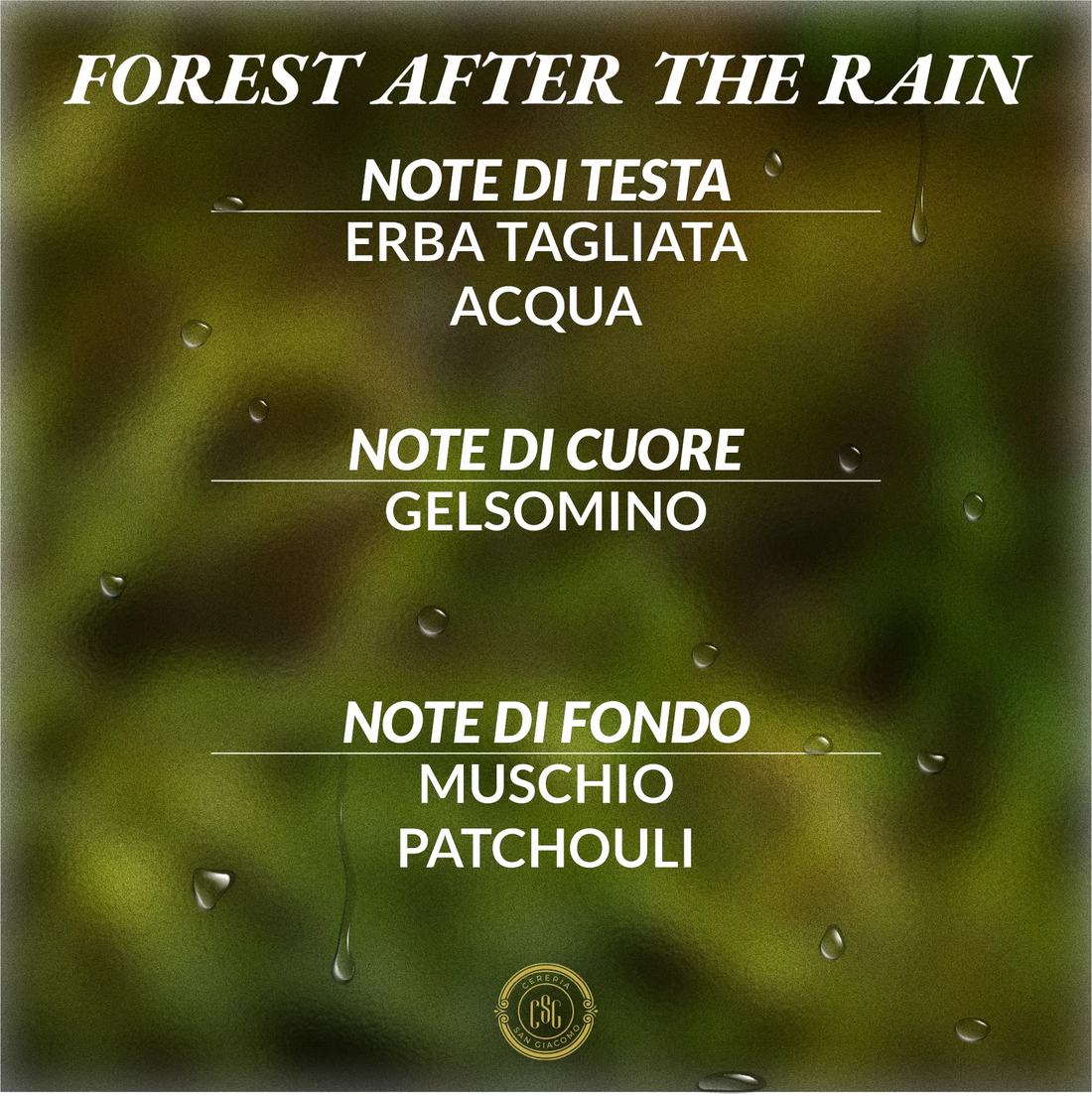 Forest After The Rain Cereria San Giacomo