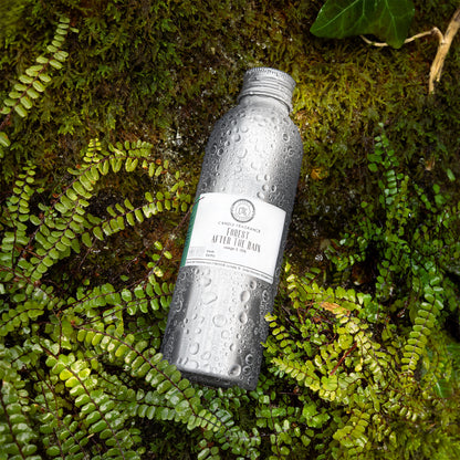 Forest After The Rain Cereria San Giacomo