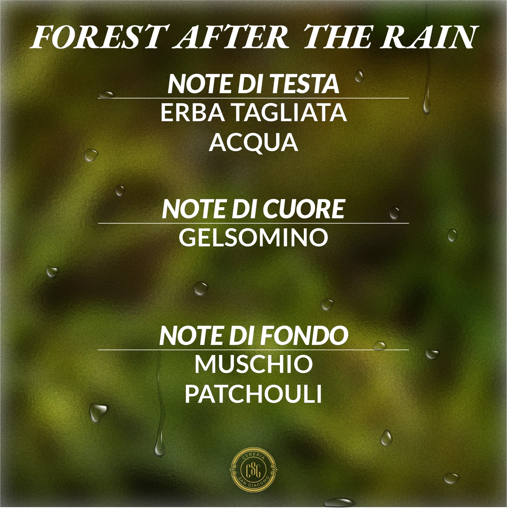 Forest After The Rain Cereria San Giacomo