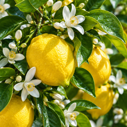 Lemon Buds Cereria San Giacomo