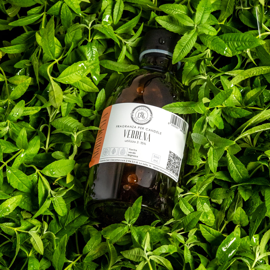 Zitronenverbene (Verbena Odorosa)